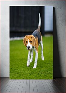 Πίνακας, Curious Beagle on Green Grass Περίεργο λαγωνικό στο πράσινο γρασίδι