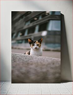 Πίνακας, Curious Cat on the Street Περίεργη γάτα στο δρόμο