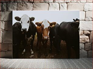 Πίνακας, Curious Cows in a Field Περίεργες αγελάδες σε ένα χωράφι