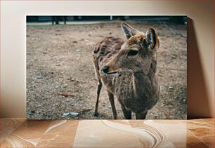 Πίνακας, Curious Deer Περίεργα ελάφια