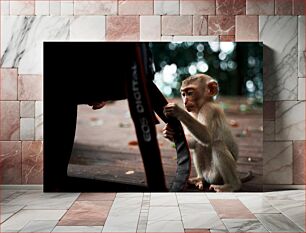 Πίνακας, Curious Monkey with Camera Strap Περίεργος πίθηκος με λουράκι κάμερας