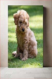 Πίνακας, Curly-haired Puppy on Grass Κουτάβι με σγουρά μαλλιά στο γρασίδι