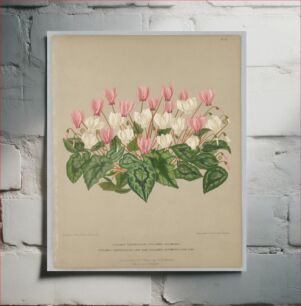 Πίνακας, Cyclamen Hederaefolium and Cycla Hederaefolium Flore Albo, Plate 71 from A. C. Van Eeden's "Flora of Haarlem"