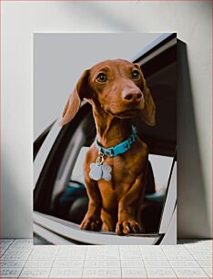 Πίνακας, Dachshund in Car Window Dachshund στο παράθυρο αυτοκινήτου