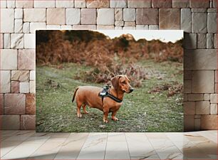 Πίνακας, Dachshund in the Countryside Dachshund στην ύπαιθρο