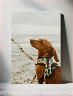 Πίνακας, Dachshund on the Beach Dachshund on the Beach