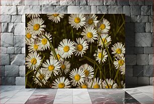 Πίνακας, Daisies Blooming Μαργαρίτες που ανθίζουν