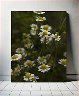 Πίνακας, Daisies in Bloom Μαργαρίτες στο Bloom