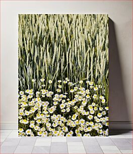 Πίνακας, Daisies in Wheat Field Μαργαρίτες στο χωράφι σίτου