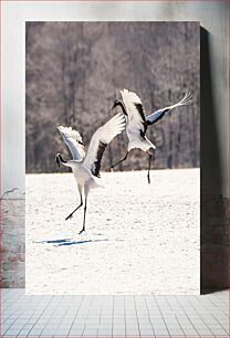 Πίνακας, Dancing Cranes in Snow Γερανοί που χορεύουν στο χιόνι