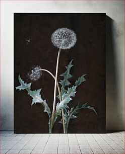 Πίνακας, Dandelion (1755) by Barbara Regina Dietzsch