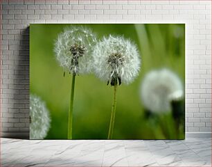 Πίνακας, Dandelion Close-Up Πικραλίδα Κοντινό πλάνο