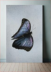 Πίνακας, Dark Butterfly on a Grey Background Σκοτεινή πεταλούδα σε γκρι φόντο