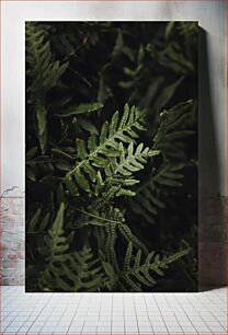 Πίνακας, Dark Green Fern Leaves Σκούρα πράσινα φύλλα φτέρης