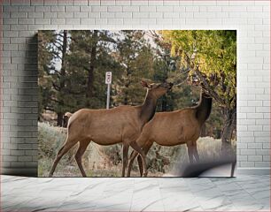 Πίνακας, Deer in a Forest Ελάφια σε ένα δάσος