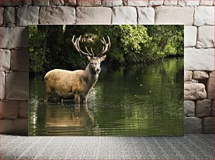 Πίνακας, Deer in the Forest Stream Ελάφια στο Δασικό Ρεύμα