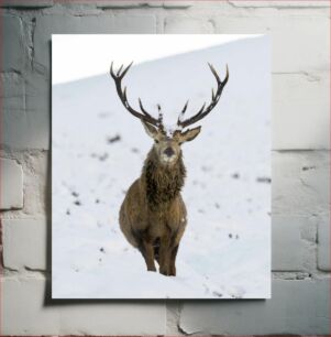 Πίνακας, Deer in Winter Snow Ελάφια στο χιόνι του χειμώνα