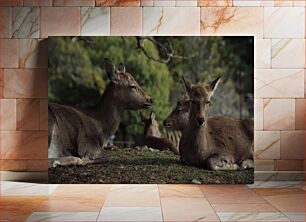 Πίνακας, Deer Resting in the Wild Ελάφια που αναπαύονται στην άγρια ​​φύση