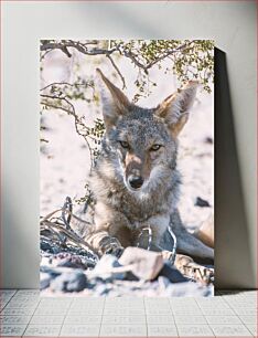 Πίνακας, Desert Wildlife Άγρια Ζωή της Ερήμου