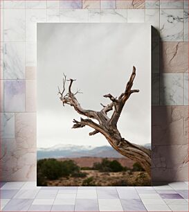 Πίνακας, Desolate Tree in Arid Landscape Έρημο δέντρο σε άνυδρο τοπίο