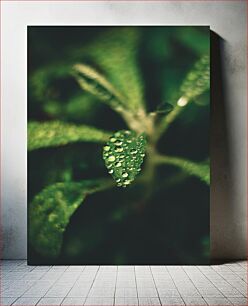 Πίνακας, Dew on Leaf Δροσιά στο φύλλο