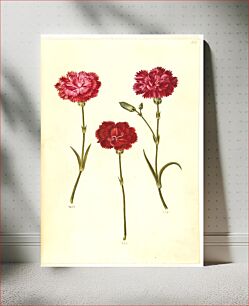 Πίνακας, Dianthus caryophyllus (garden carnation) by Maria Sibylla Merian