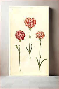 Πίνακας, Dianthus caryophyllus (garden carnation) by Maria Sibylla Merian