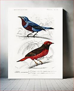 Πίνακας, Different types of birds illustrated by Charles Dessalines D' Orbigny (1806-1876)