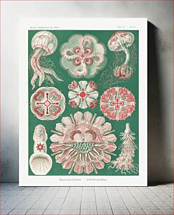 Πίνακας, Discomedusae–Schweibenquallen from Kunstformen der Natur (1904) by Ernst Haeckel