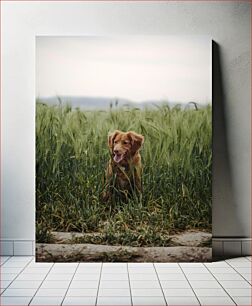 Πίνακας, Dog in a Field Σκύλος σε χωράφι