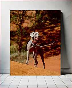 Πίνακας, Dog in Desert Landscape Σκύλος στο έρημο τοπίο