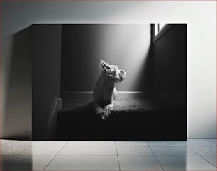 Πίνακας, Dog in Shadow Σκύλος στη Σκιά