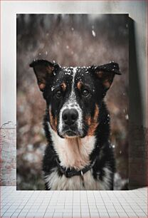 Πίνακας, Dog in Snow Σκύλος στο χιόνι