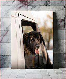 Πίνακας, Dog Looking Out Car Window Σκύλος που κοιτάζει έξω από το παράθυρο αυτοκινήτου