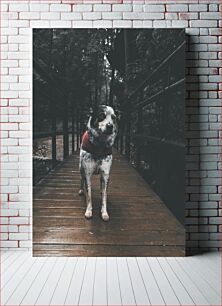 Πίνακας, Dog on Wooden Bridge in the Woods Σκύλος στην ξύλινη γέφυρα στο δάσος