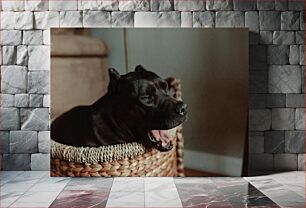 Πίνακας, Dog Resting in Basket Σκύλος που ξεκουράζεται στο καλάθι