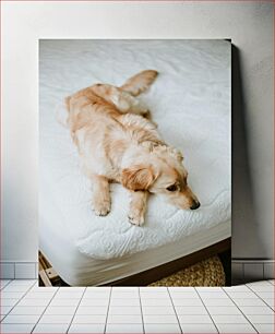 Πίνακας, Dog Resting on Bed Σκύλος που ξεκουράζεται στο κρεβάτι
