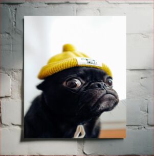 Πίνακας, Dog Wearing a Beanie Σκύλος που φοράει φασόλια