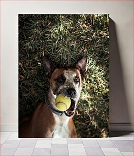 Πίνακας, Dog with Tennis Ball Σκύλος με μπάλα του τένις