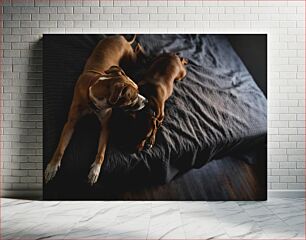 Πίνακας, Dogs on Bed Σκυλιά στο κρεβάτι