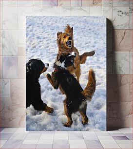 Πίνακας, Dogs Playing in Snow Σκύλοι που παίζουν στο χιόνι