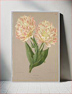 Πίνακας, Double Tulip Raphaël, Plate 64 from A. C. Van Eeden's "Flora of Haarlem"