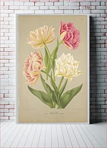 Πίνακας, Double Tulips, Plate 54 from A. C. Van Eeden's "Flora of Haarlem"