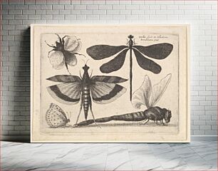 Πίνακας, Dragonflies and a bumble bee by Wenceslaus Hollar