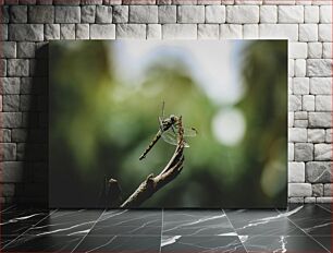 Πίνακας, Dragonfly on a Branch Dragonfly σε ένα κλαδί