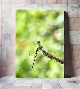 Πίνακας, Dragonfly on a Branch Dragonfly σε ένα κλαδί