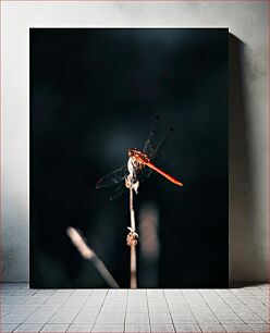 Πίνακας, Dragonfly on a Branch Dragonfly σε ένα κλαδί