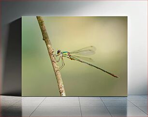 Πίνακας, Dragonfly on a Branch Dragonfly σε ένα κλαδί