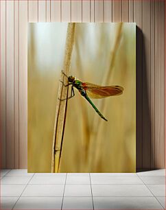 Πίνακας, Dragonfly on a Reed Dragonfly σε ένα καλάμι