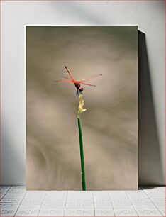 Πίνακας, Dragonfly on a Reed Dragonfly σε ένα καλάμι